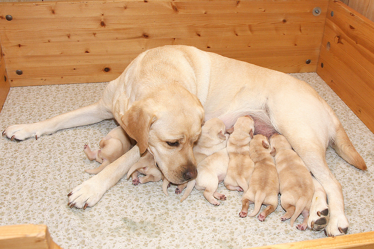 Labrador hvalpe født d. 20. september 2021