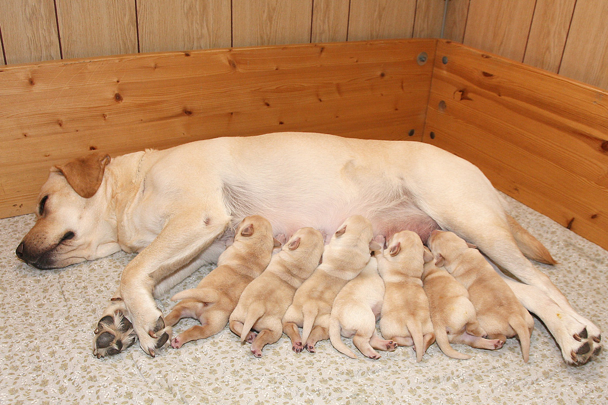 Labrador hvalpe født d. 20. september 2021