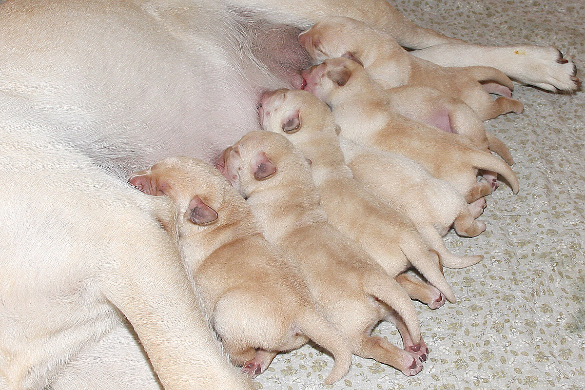 Labrador hvalpe født d. 20. september 2021