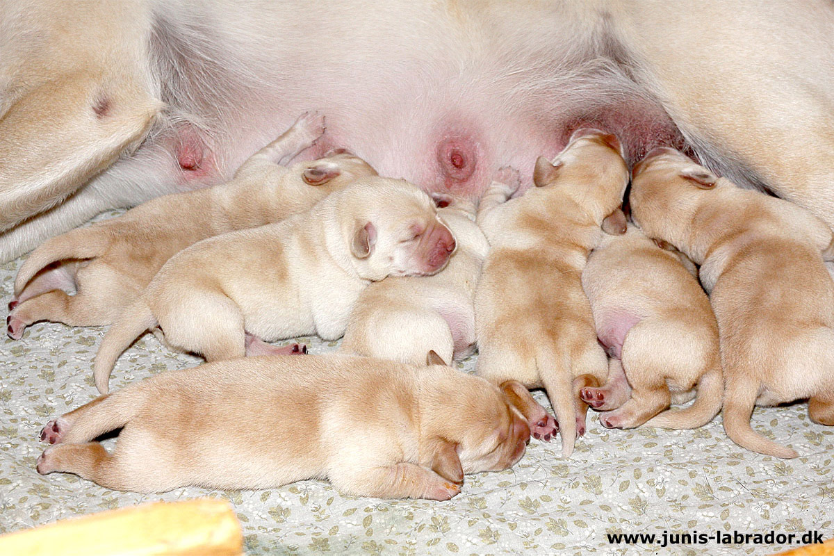 Labrador hvalpe født d. 20. september 2021