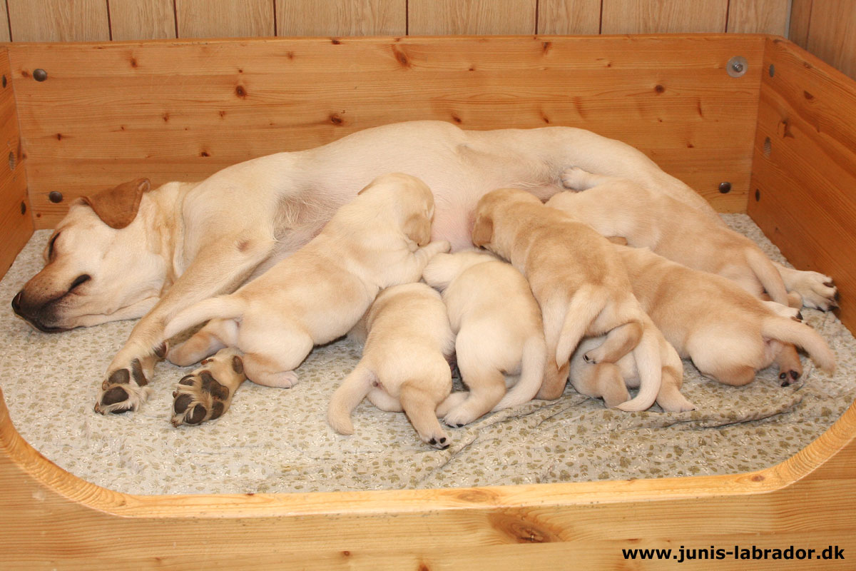 Labrador hvalpe født d. 20. september 2021