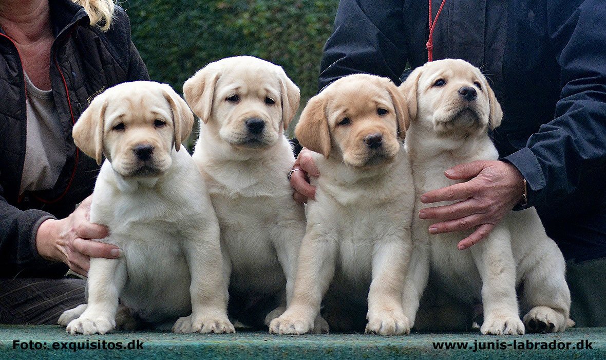 Labrador hvalpe