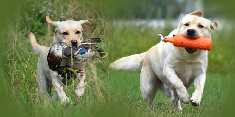 Labrador hvalpe forældre