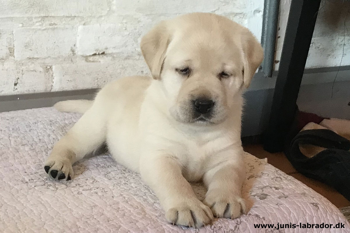 Labrador hvalpe født d. 20. september 2021