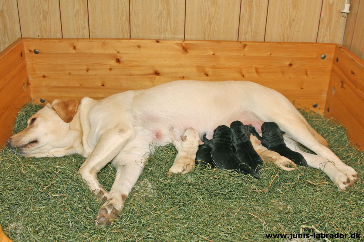 Labrador hvalpe født d. 3. november 2023