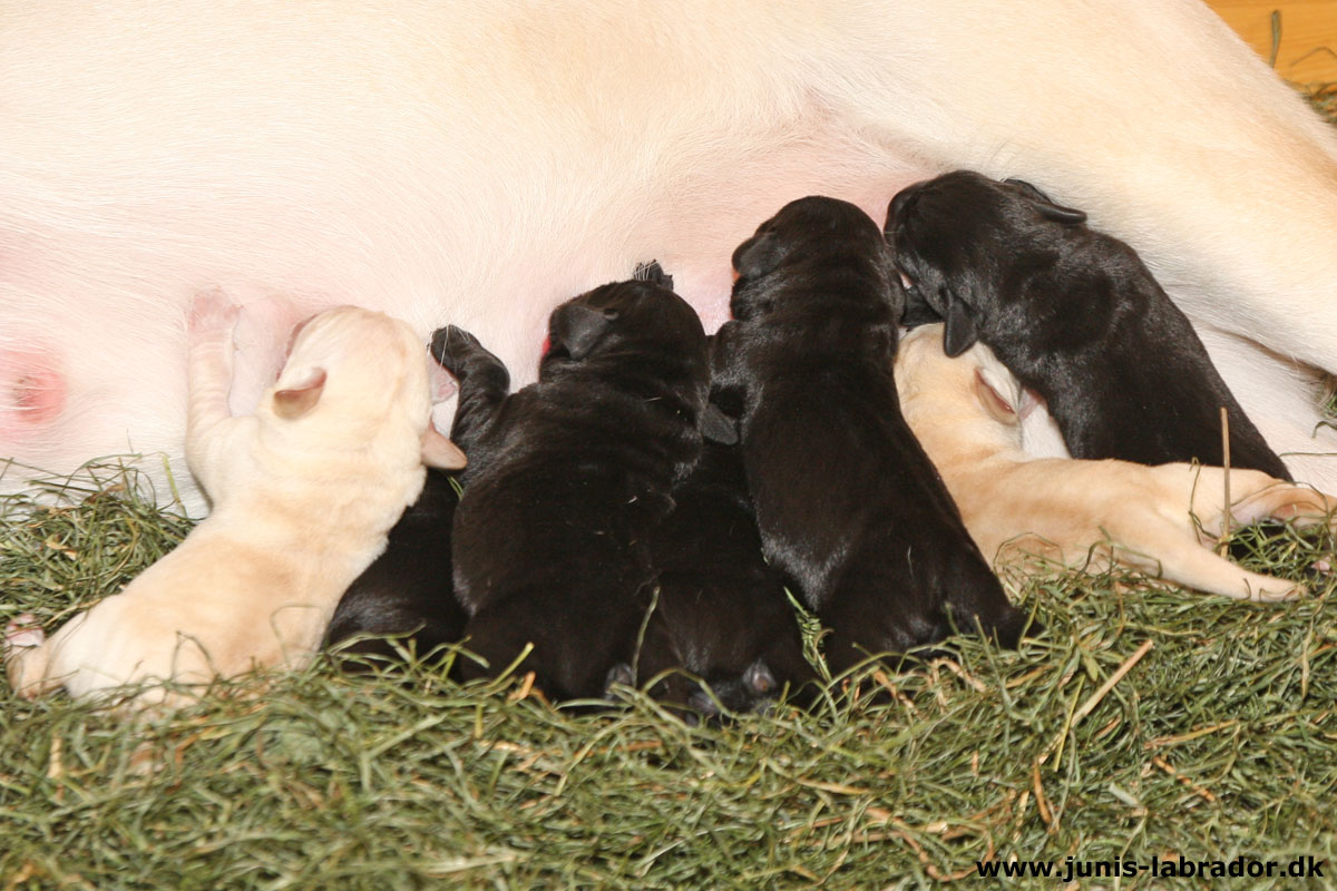Labrador hvalpe født d. 3. november 2023