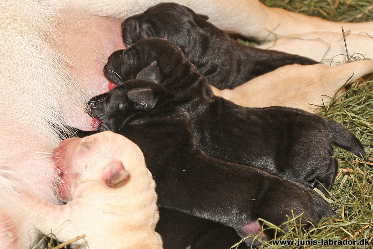 Labrador hvalpe født d. 3. november 2023