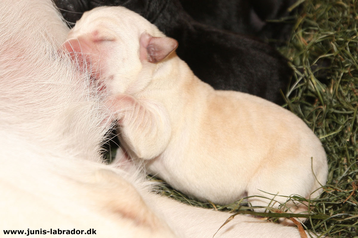 Labrador hvalpe født d. 3. november 2023