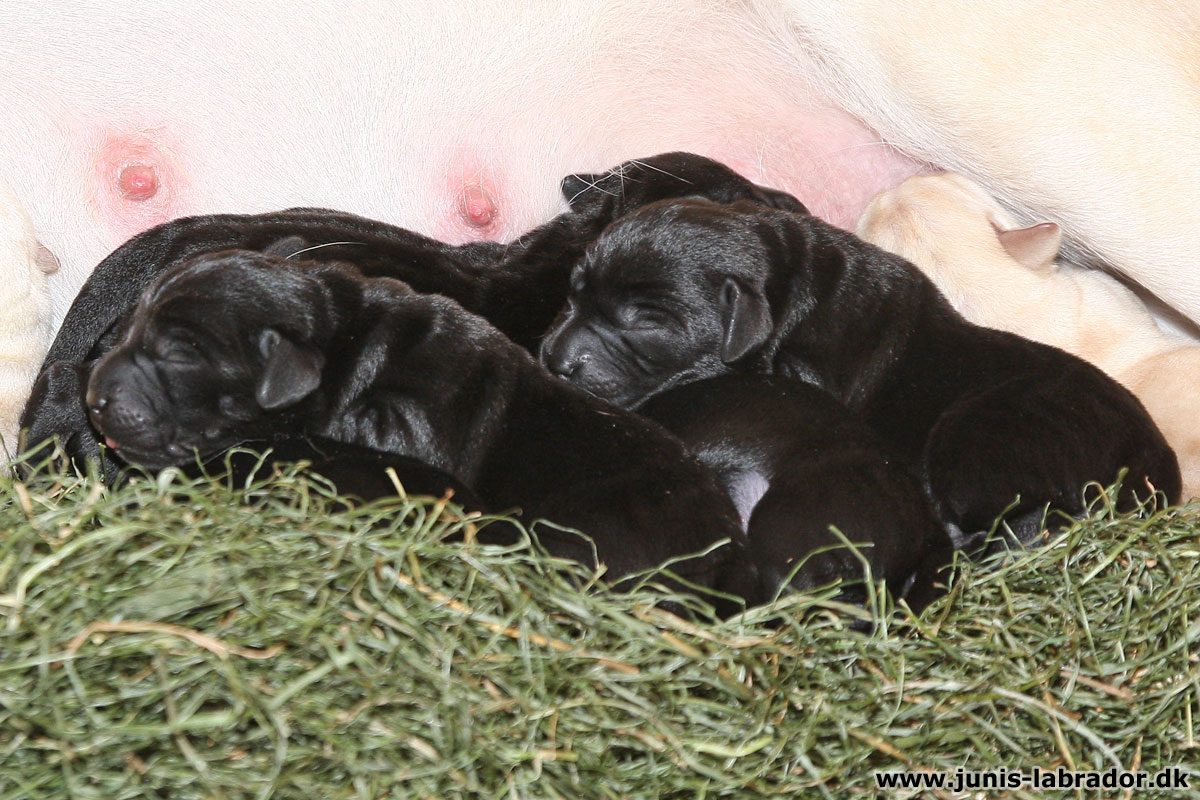 Labrador hvalpe født d. 3. november 2023