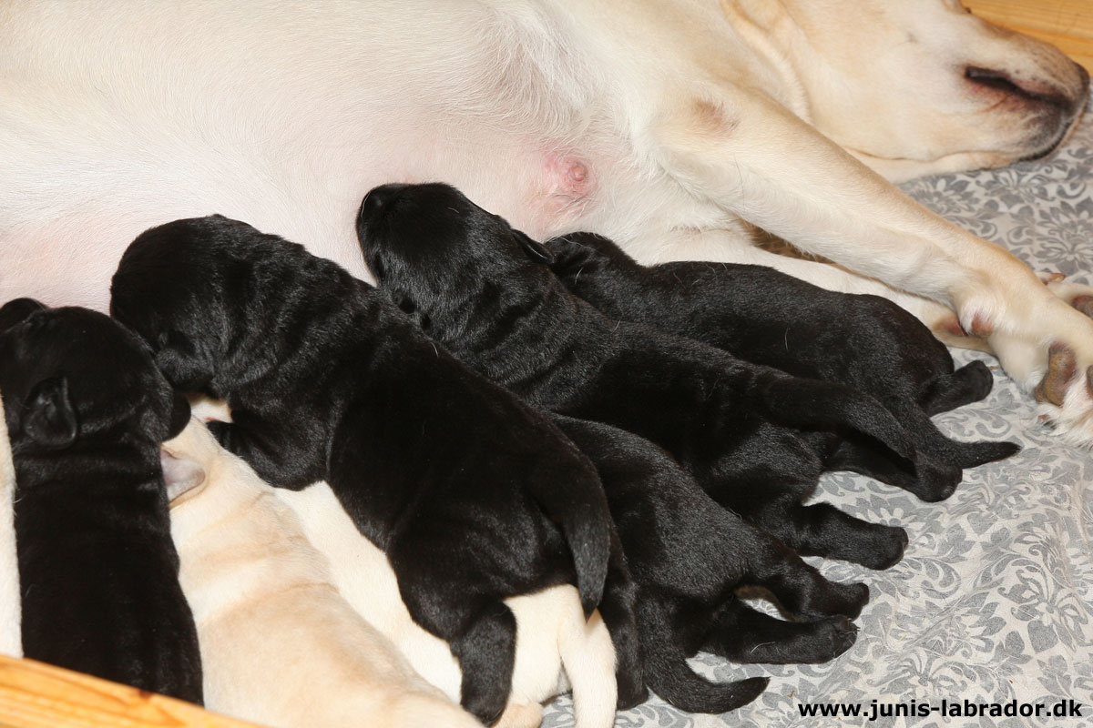 Labrador hvalpe født d. 3. november 2023