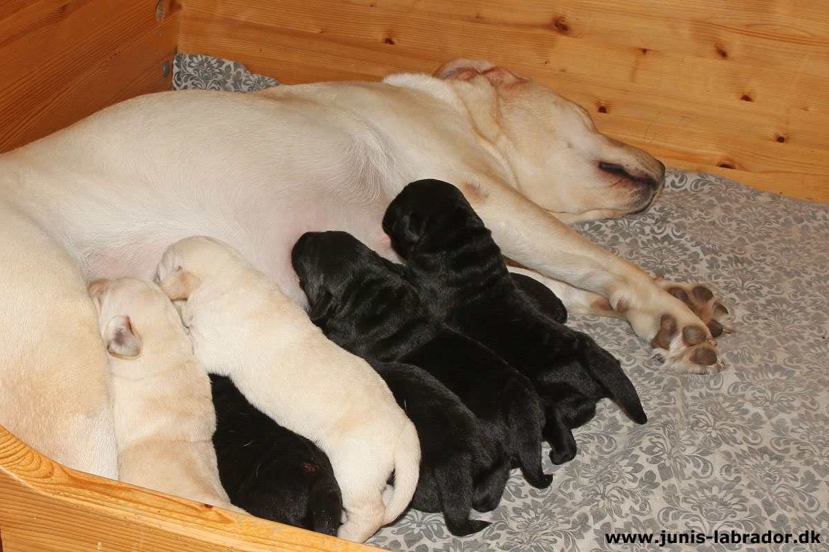 Labrador hvalpe født d. 3. november 2023