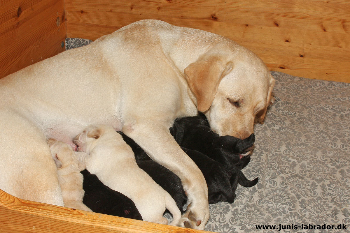 Labrador hvalpe født d. 3. november 2023