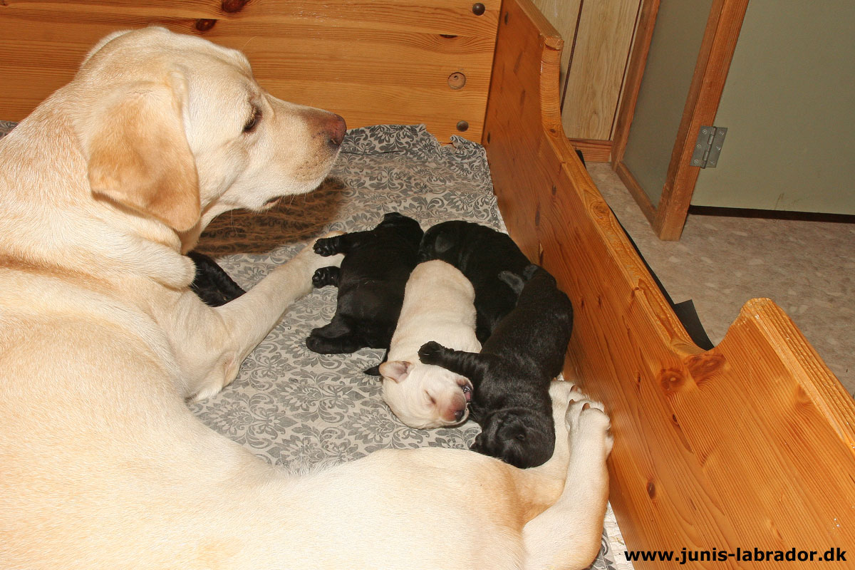 Labrador hvalpe født d. 3. november 2023