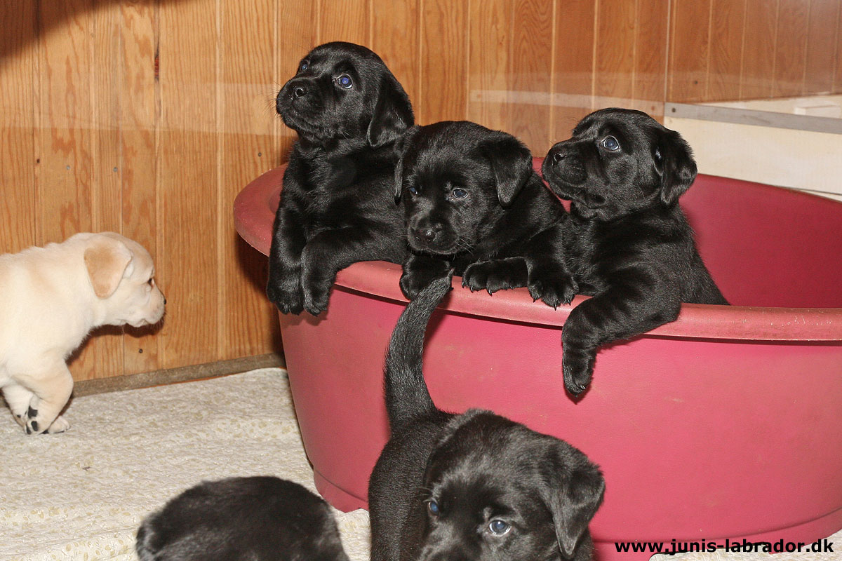 Labrador hvalpe født d. 3. november 2023