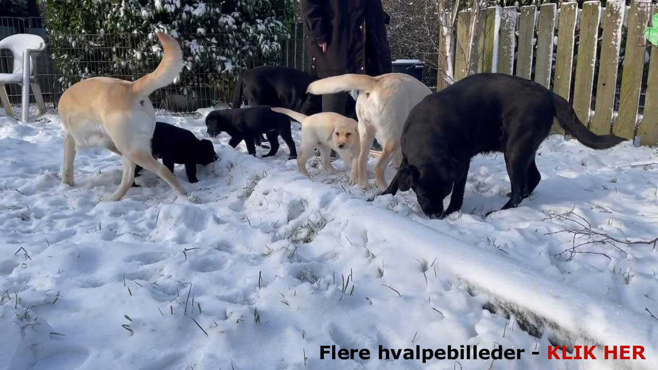 Labrador hvalpe født d. 3. november 2023