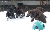 labrador hvalpe leger i sneen