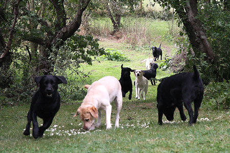 sorte og gule labrador finder popcorn