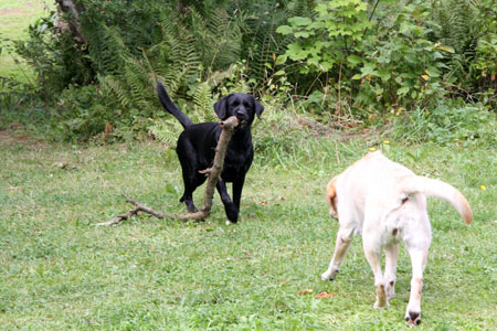 sort labrador: se en gren jeg har fundet