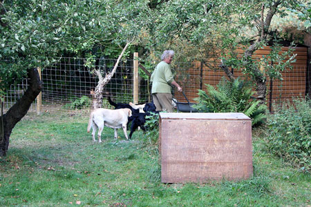 gule og sorte labradors i sommerhuset