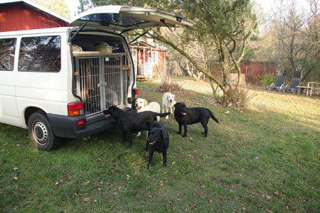 gule og sorte labradors i sommerhuset