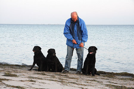 Sorte labradors ved stranden