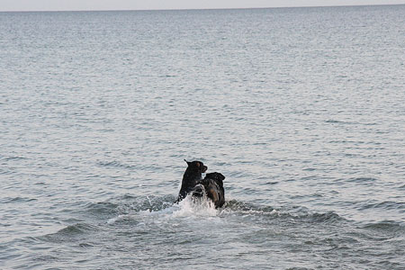 Sorte labradors ved stranden