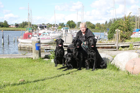 4 sorte labrador på tur ved havnen