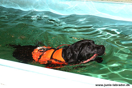 labrador hvalp i svømmehallen