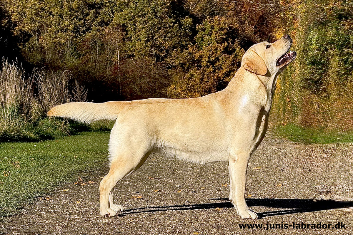 Juni's Puzzle gul labrador