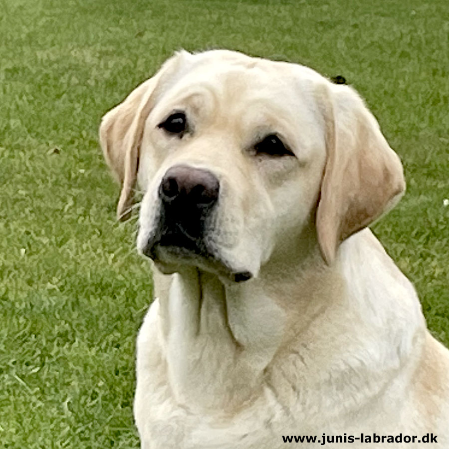 Juni's Puzzle gul labrador hoved billede