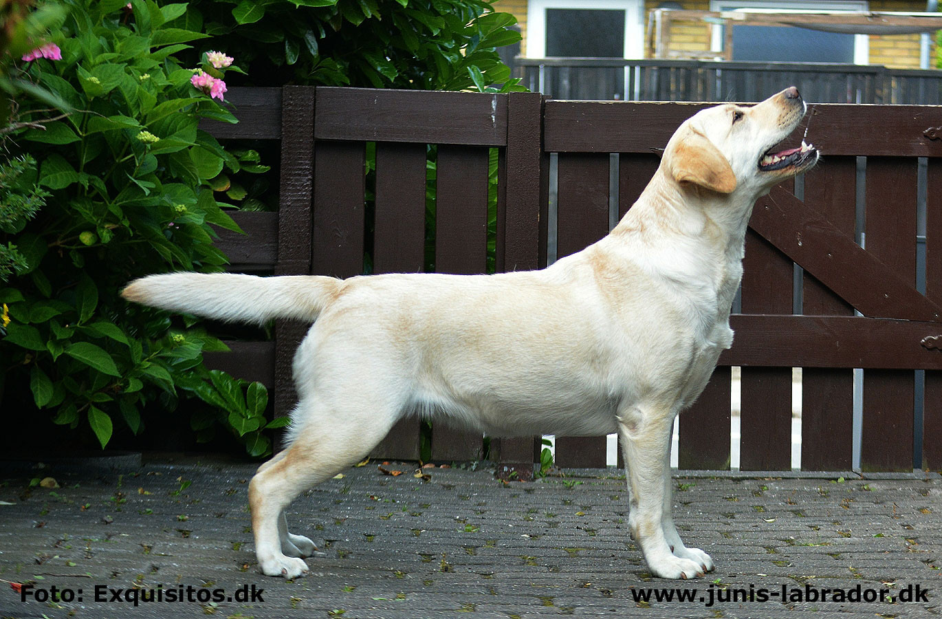 Juni's Nanna gul labrador