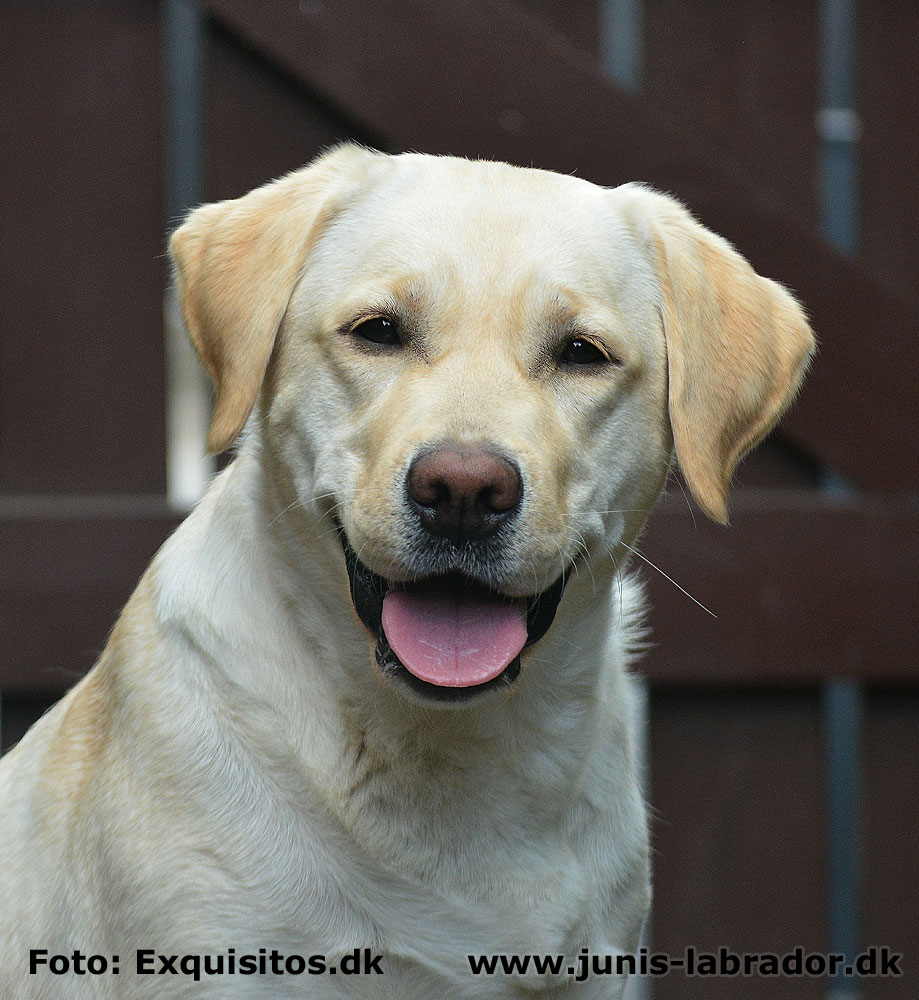 Juni's Nanna gul labrador hoved billede