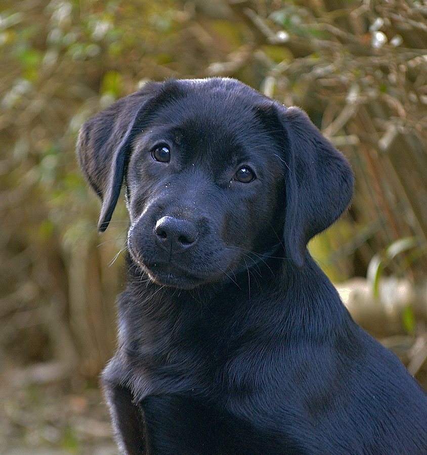 Juni's Pepzie sort labrador hoved billede