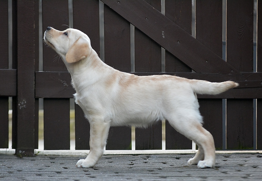 Juni's Puzzle gul labrador