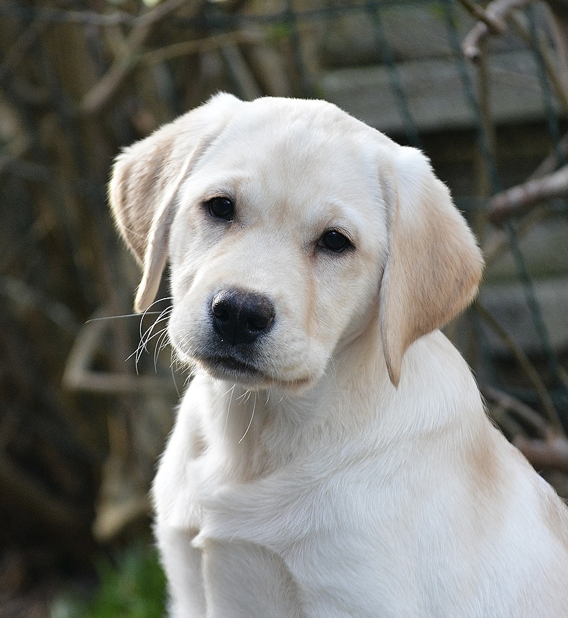 Juni's Puzzle gul labrador hoved billede