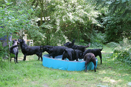 sorte labradors i badebassinet