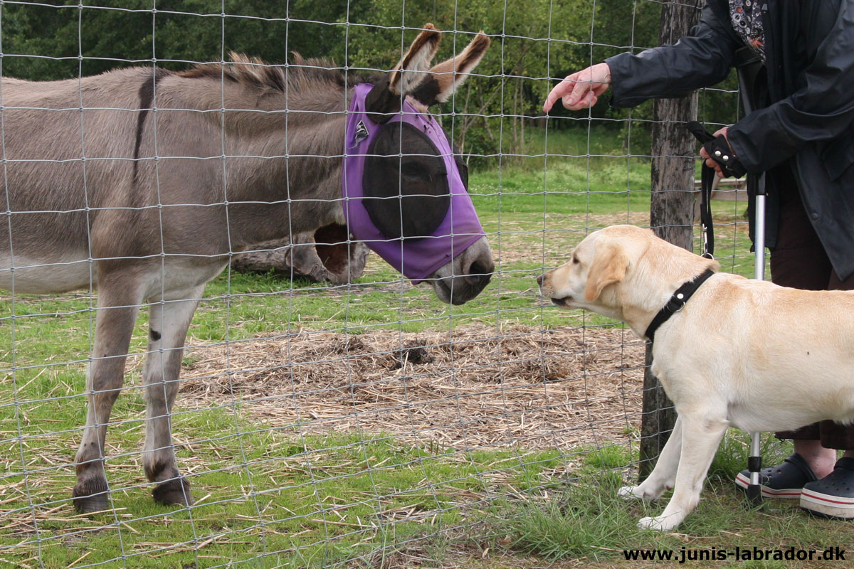 Kennel Juni's