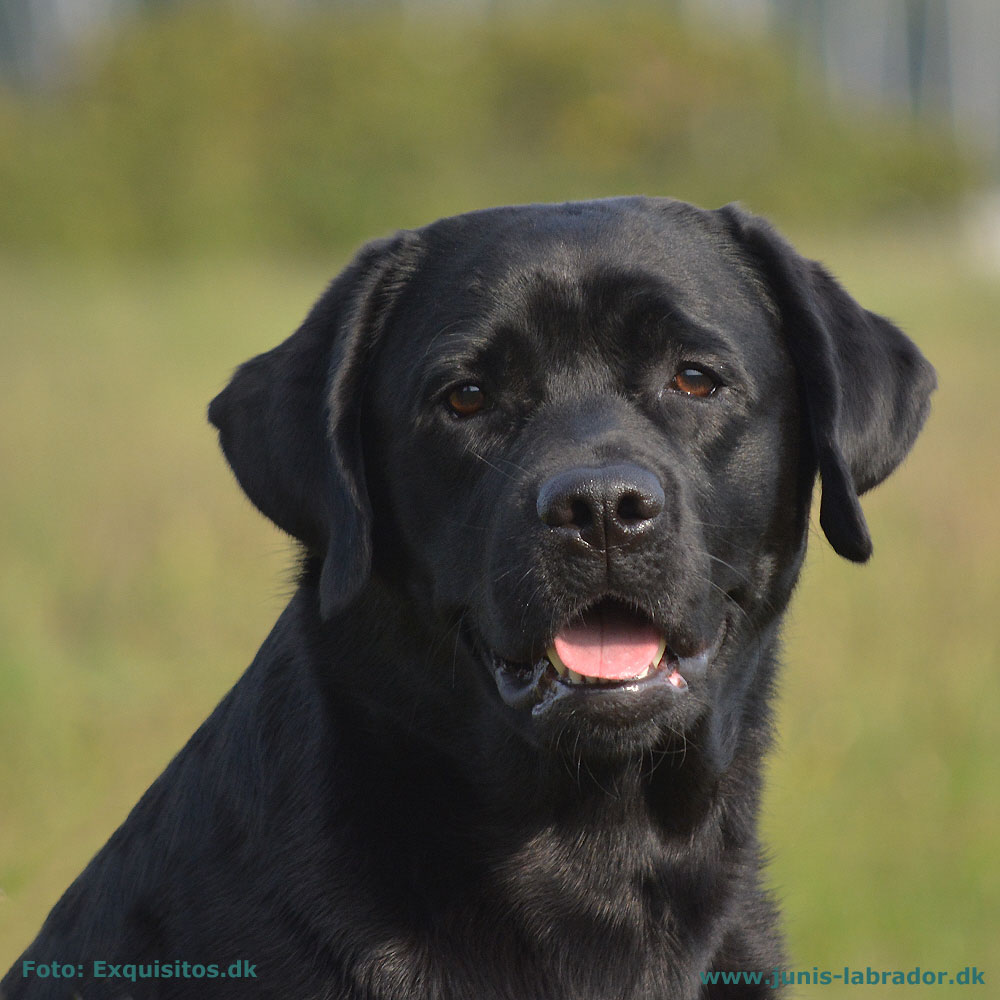 Juni's EffieDee sort labrador hoved billede