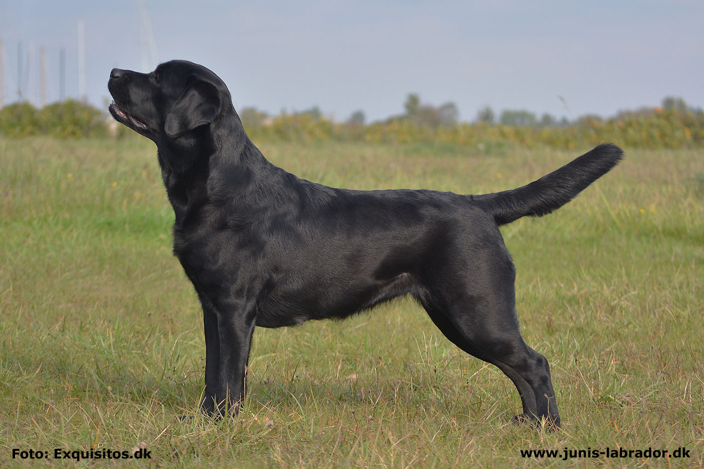 Juni's EffieDee sort labrador