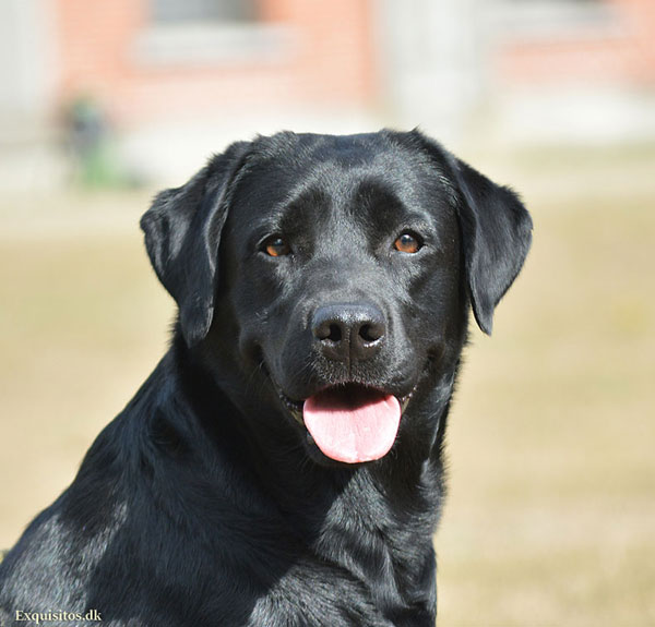 Juni's Labrador - Labrador hvalpe