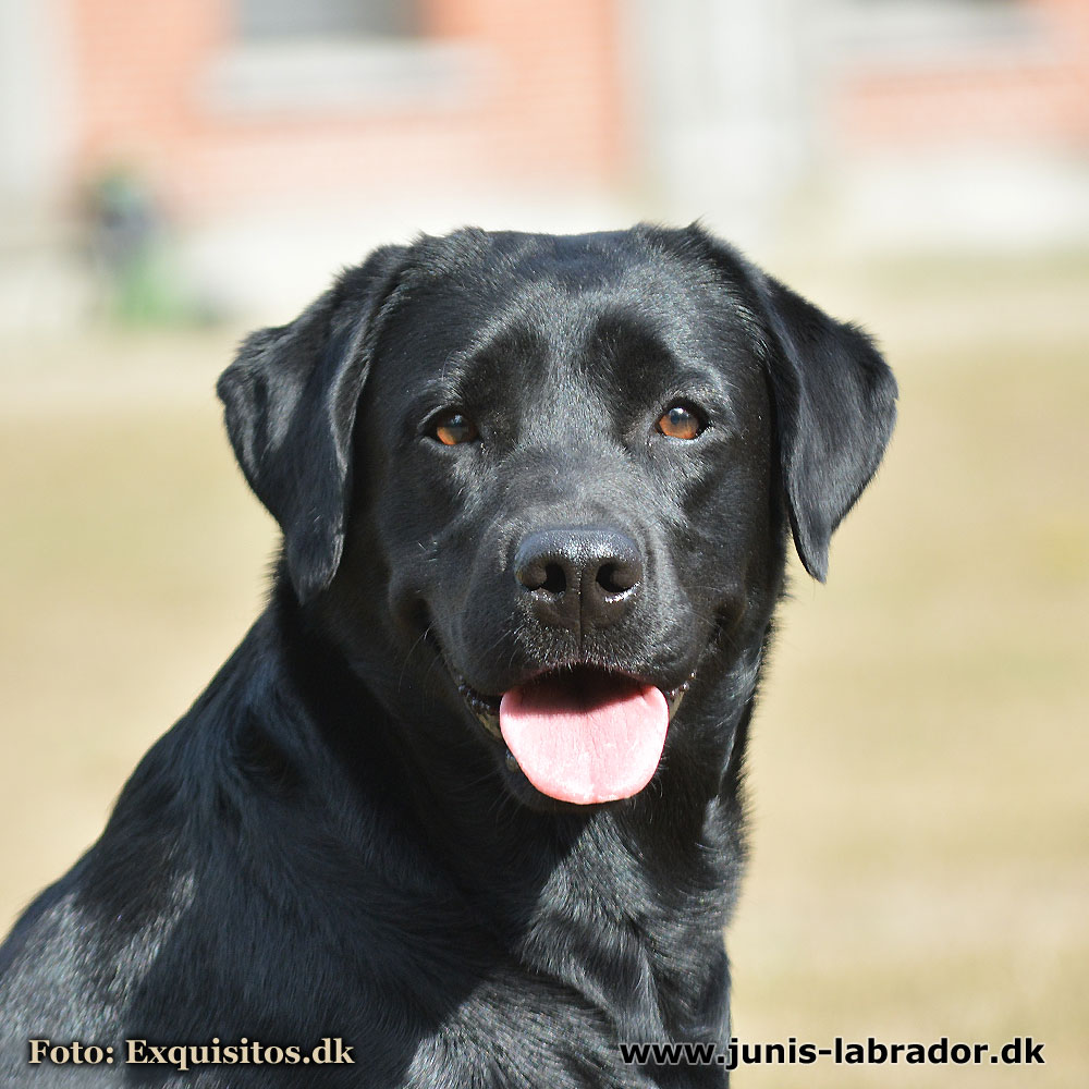 Juni's Fantasia sort labrador hoved billede