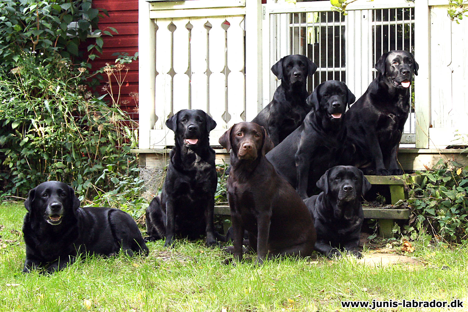 Labradors foran sommerhuset