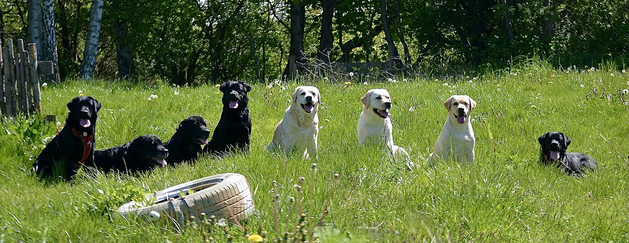 Labrador hvalpe træf