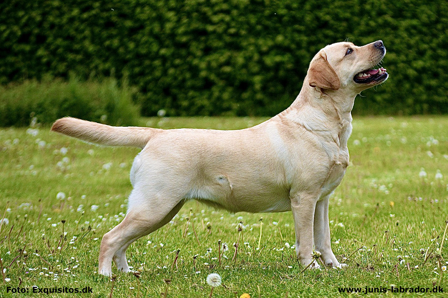 Juni's Jinglebell gul labrador