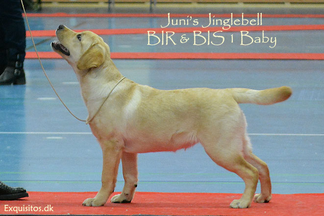 Juni's Jinglebell - BIR og BIS baby