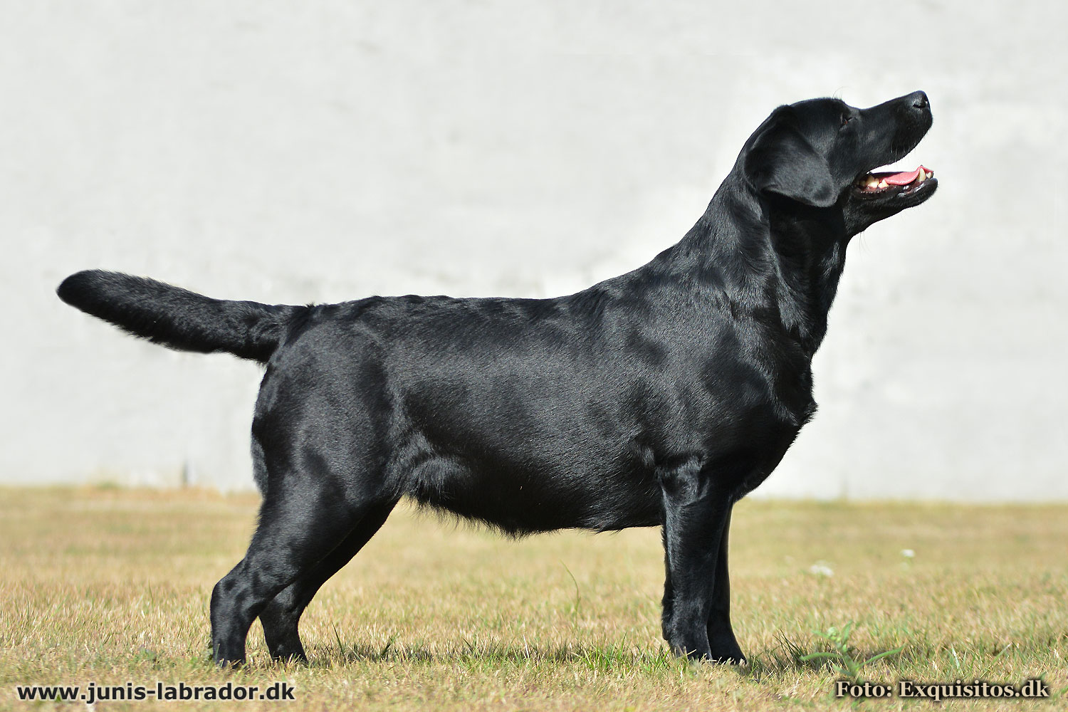 Juni's Fantasia sort labrador