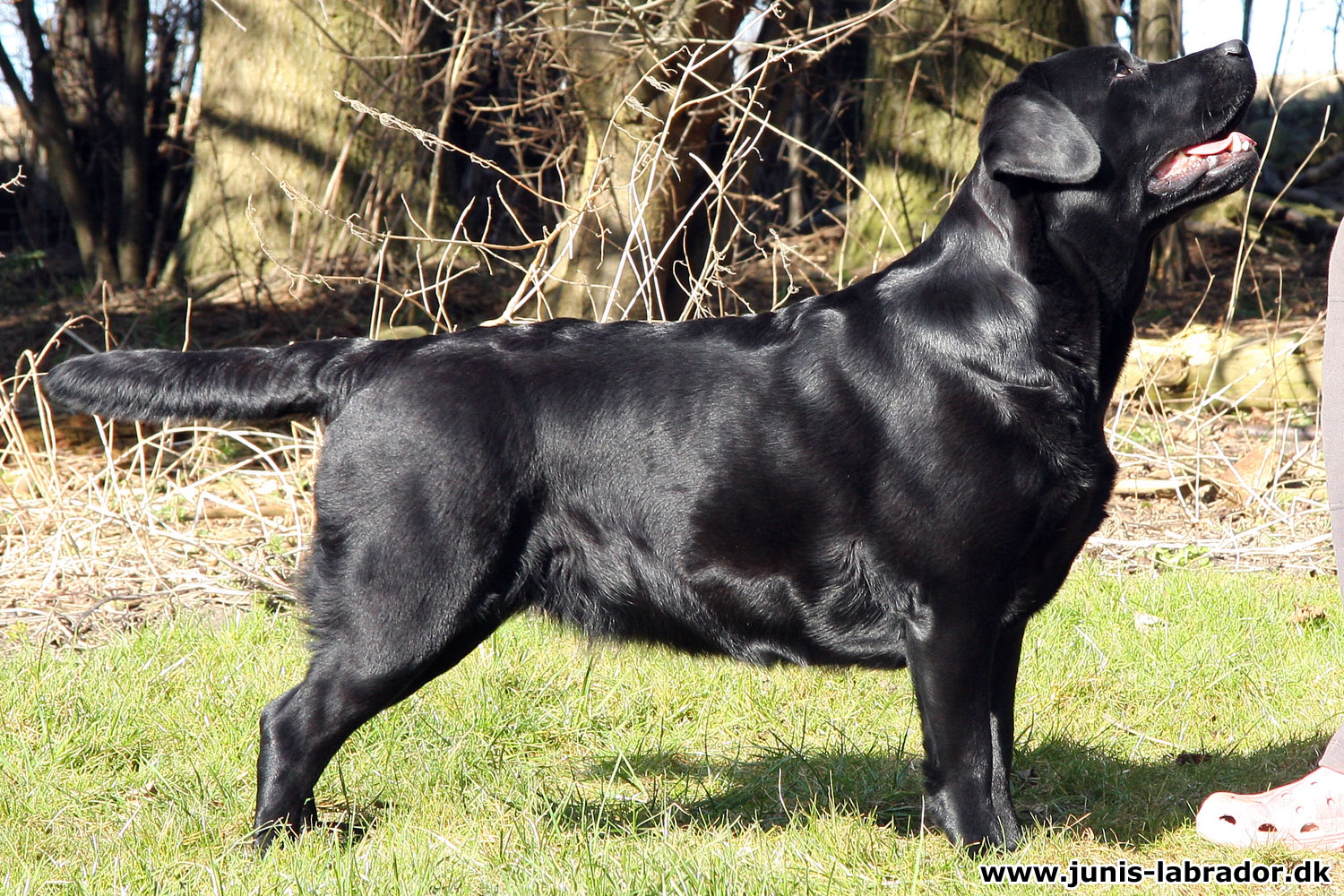 Juni's Willow sort labrador