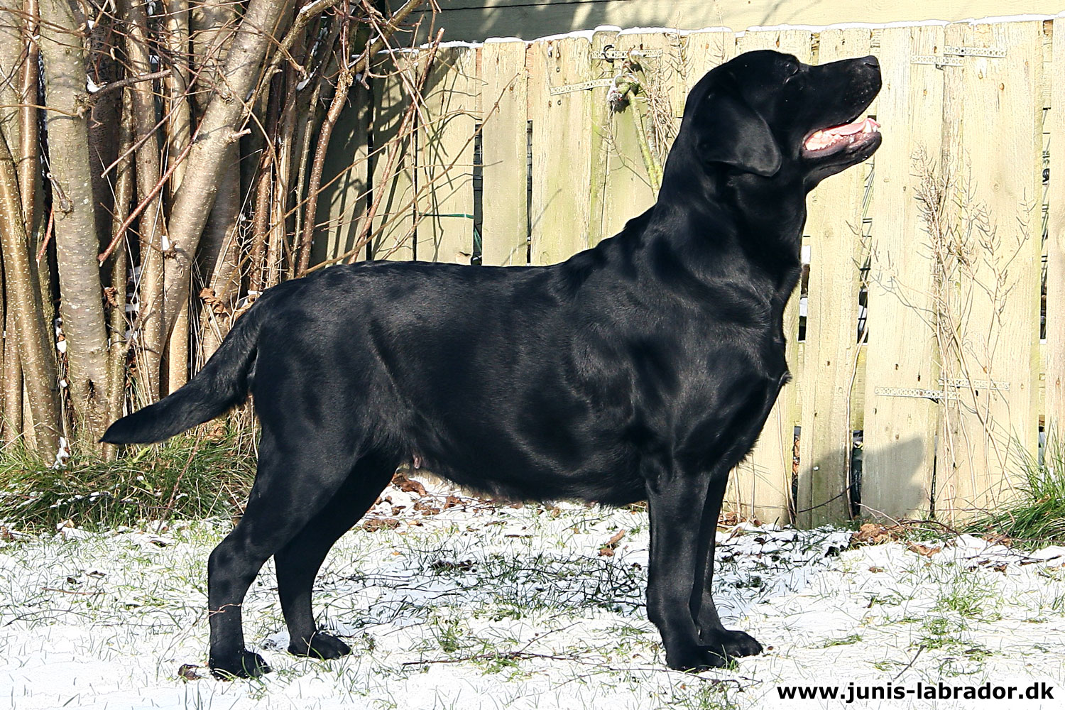 Juni's Xiphiidae sort labrador