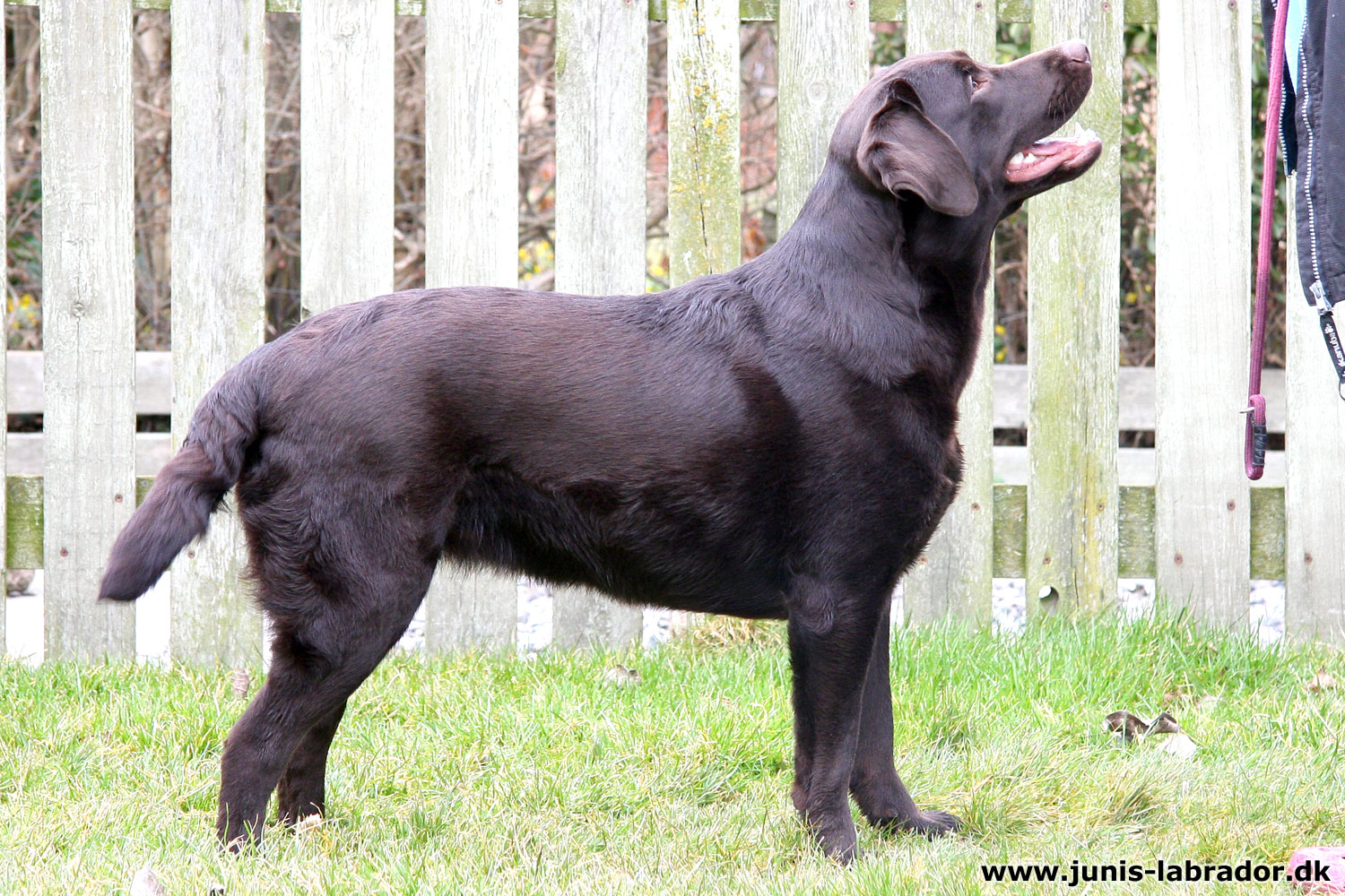 Juni's Yatzy brun labrador