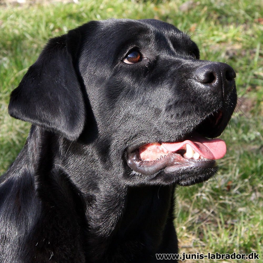 Juni's Willow sort labrador hoved billede